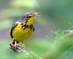 ca055-canada-warbler