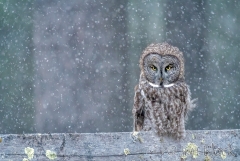 085 EK890--GGOW-in-snow---Ligthen-Blend-(3)