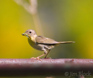 Yellowthroat Feeding Cowbird
