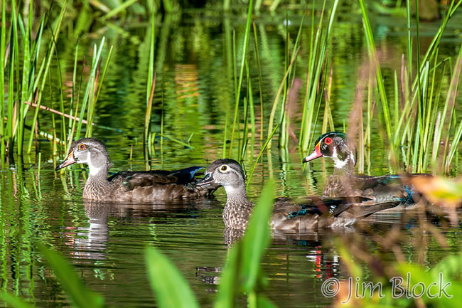 Wood Duck Family - Jim Block Photography