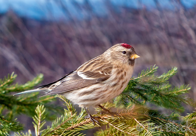 DN989K-Common-Redpoll--