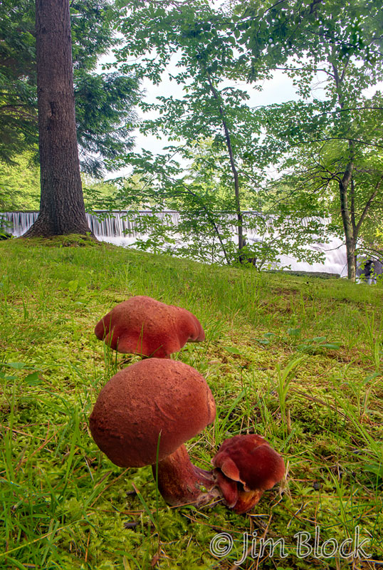 DR536--Red-Mushrooms-in-Elkins---DoF-(9)