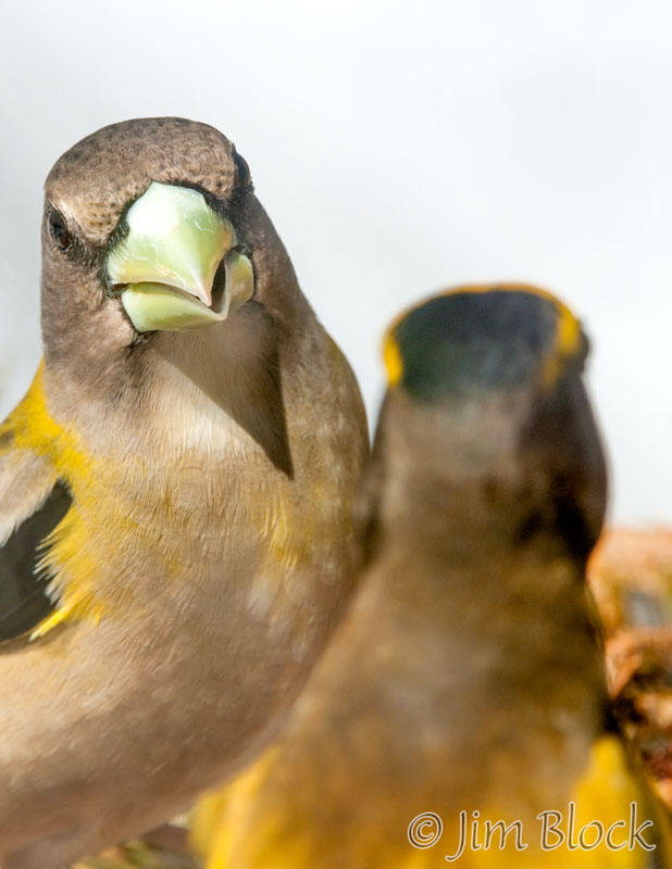 DV675A--Evening-Grosbeak