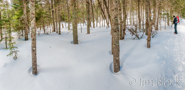 EC728--Forest-along-Tuckerman-Trail---Pan-(8)