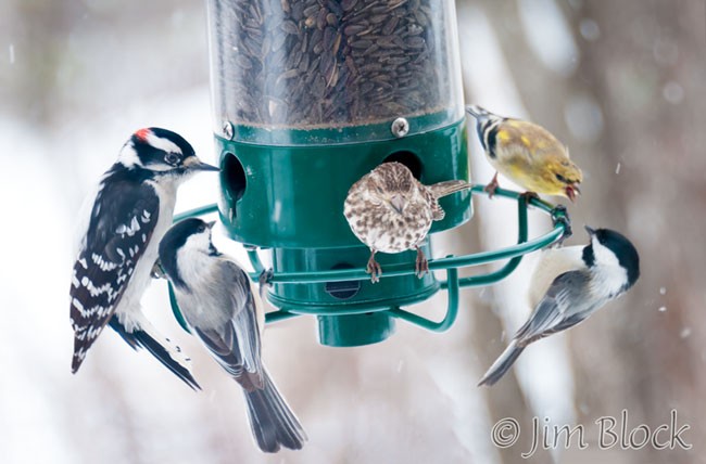 EH357--Five-birds-at-feeder