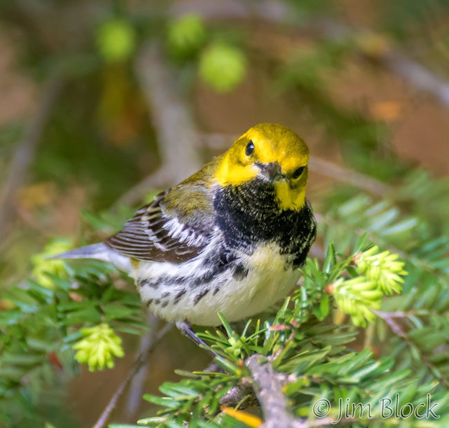 EI047J--Black-throated-Green-Warbler