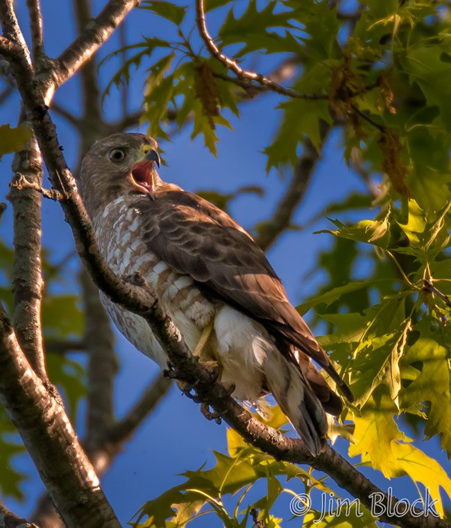 EI048F---Broad-winged-Hawk