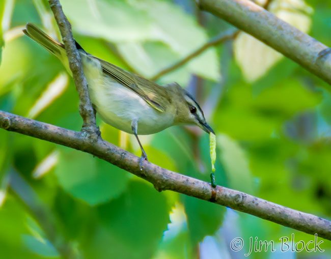 EI049K--Red-eyed-Vireo