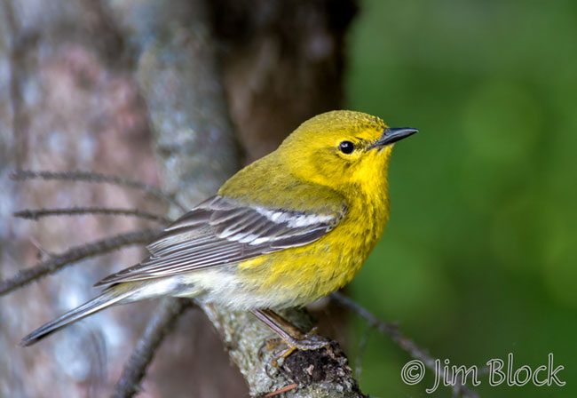 EI050H--Pine-Warbler