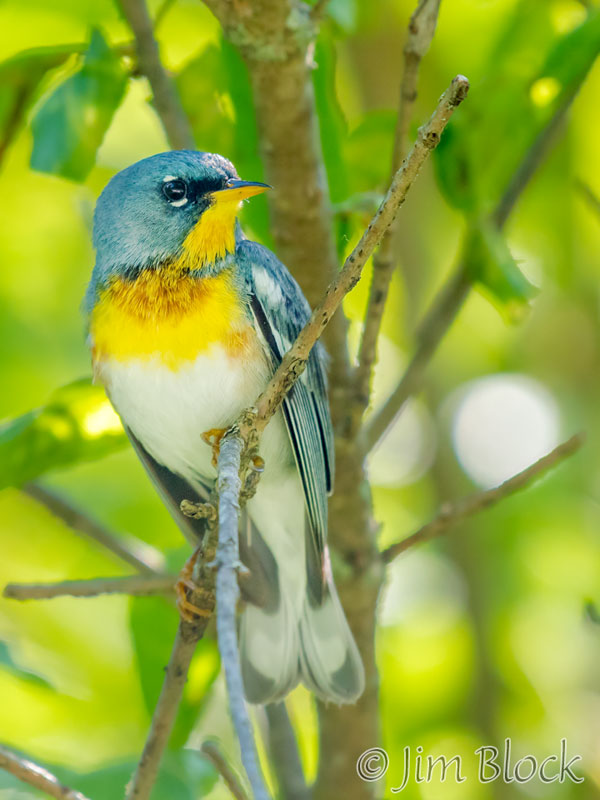 EI074H--Northern-Parula