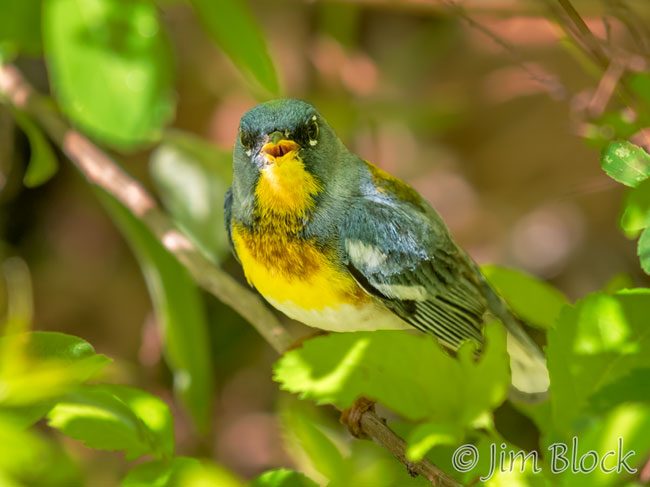 EI075S--Northern-Parula