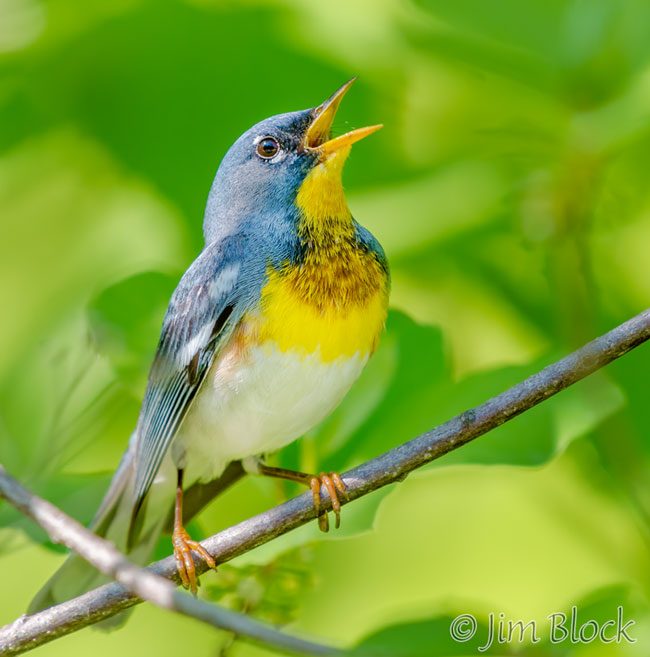 EI078B--Northern-Parula