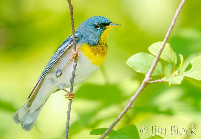 EI080D-Northern-Parula-crop