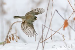 Yard Birds in Motion