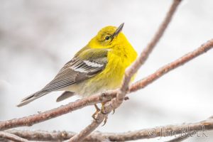 Pine Warbler in Ice Storm
