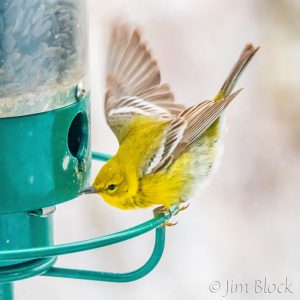 Pine Warbler in Snow Storm