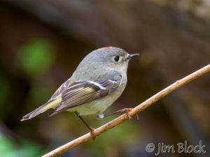 Kinglets and Raptors