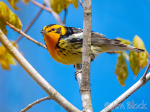 More Ice House Birds