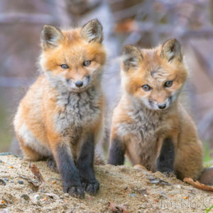 Fox Kits