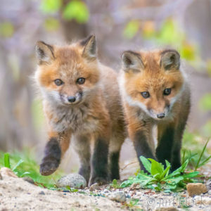 Fox Kits — Part 2
