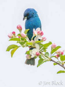 Hayes Farm Bird Walk with Len Reitsma