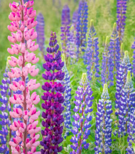 Lupines in Bloom