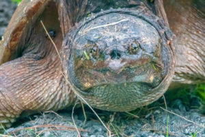 Snapping Turtle Laying Eggs