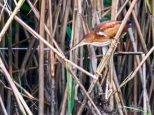 Least Bittern and other species
