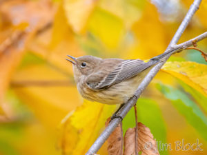 Birds, Birders, Fog, and Foliage in NH and VT