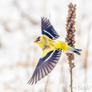 Last Two Weeks of April 2020