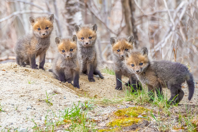 cute baby red foxes