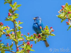 Indigo Buntings in Etna