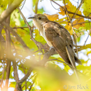 Birding Campbell Flat in Fall, Part 3