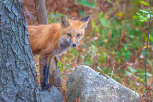 Red Fox in Etna