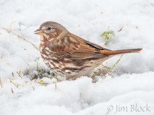 Fox Sparrows in Snow