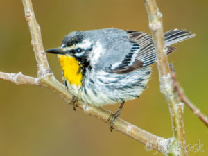 Birds of Five Maine Islands Presentation Tuesday