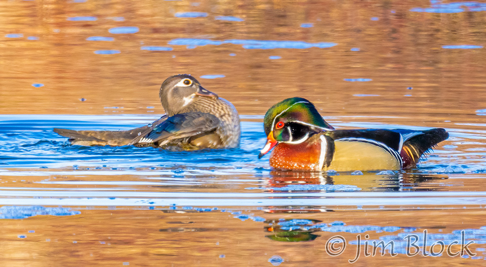 CREATURE FEATURE – Wood Ducks – Friends of the Rouge