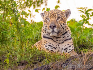 Species of the Pantanal