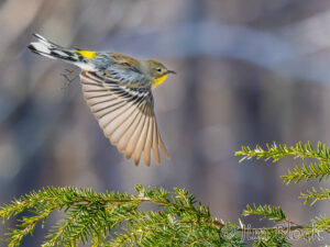 Audubon’s Warbler and Others