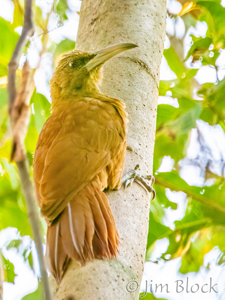 Great-Rufous-Woodcreeper