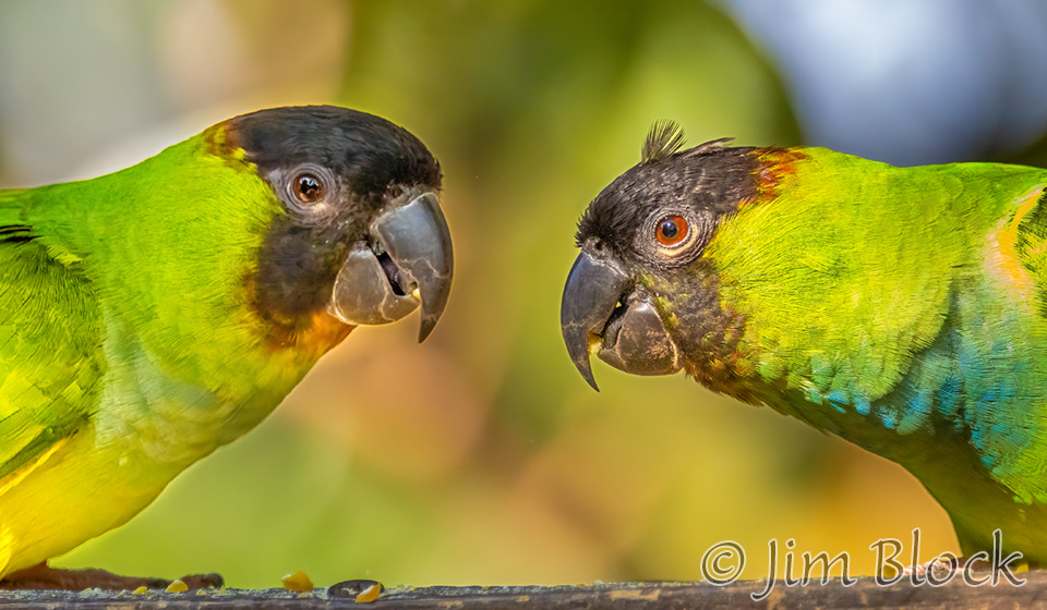 Nanday Parakeet