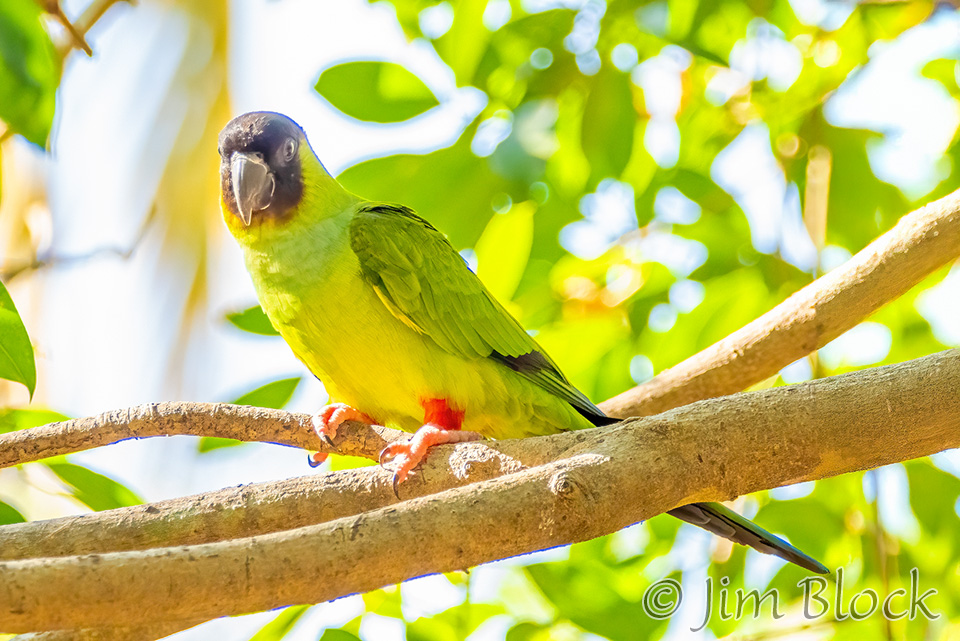 Nanday Parakeet