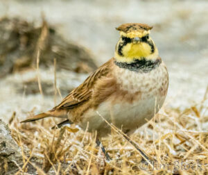 Winter Birds and Eagles