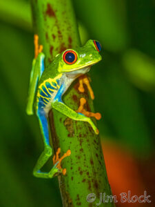 Costa Rica 2025 first half