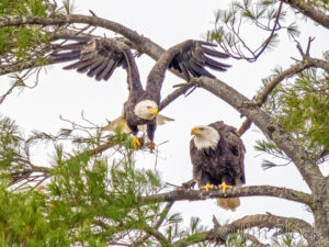 Eagles and small birds flying