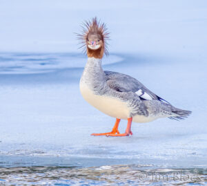 Water, Ice, Ducks, and Eagles