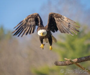 Birds of Early Spring 2026