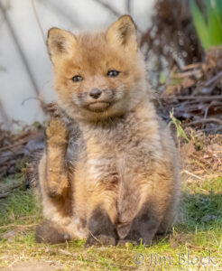Red Foxes in WRJ