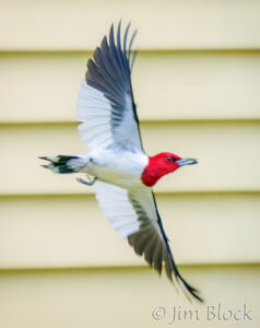 Red-headed Woodpecker in Norwich
