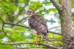 Cooper’s Hawk Nest